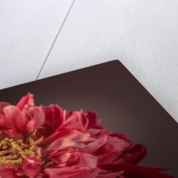 Peony flower by Assaf Frank